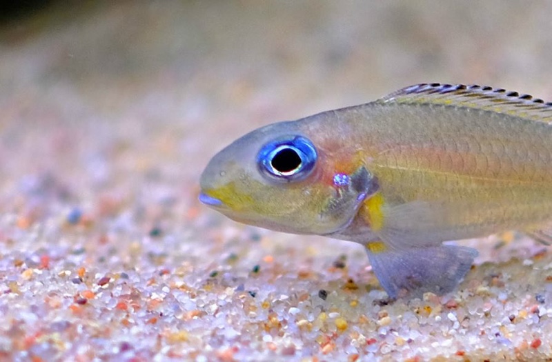 Xenotilapia nasus 'Chituta Bay'